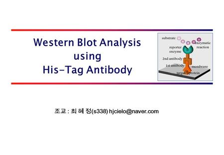 Western Blot Analysis using His-Tag Antibody 조교 : 최 혜 정 (s338)