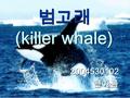 범고래 (killer whale) 2004530102현아름. > > 학명 Orcinus orca 분류 고래목 돌고래과 분포지역 전세계의 바다 서식장소 위도가 높고 먹이가 풍부한 해역 크기길이 7~10m 몸무게 6~10t.
