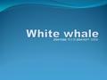 200415384 박소영 200415377 김정윤 작 품 명작 품 명국 문국 문 흰고래이야기 영 문영 문 white whale 작품 포맷 Computer 3d animation 기획의도 고래가 바다에 대한 순결하고 순수한 사랑을 보여줌으로써 관객들로 하여금 자신이 가질.