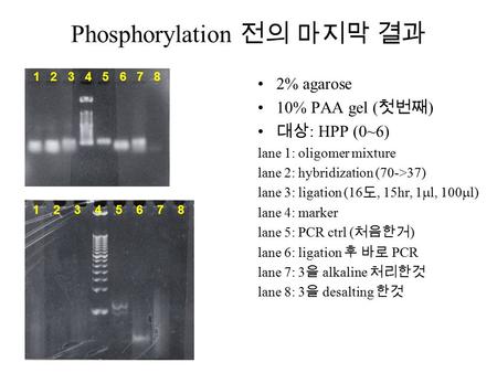 Phosphorylation 전의 마지막 결과 2% agarose 10% PAA gel ( 첫번째 ) 대상 : HPP (0~6) lane 1: oligomer mixture lane 2: hybridization (70->37) lane 3: ligation (16 도,
