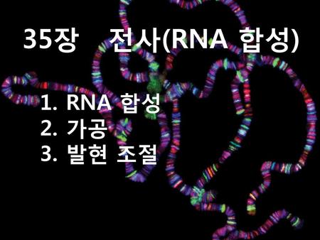 35장 전사(RNA 합성) RNA 합성 가공 발현 조절.