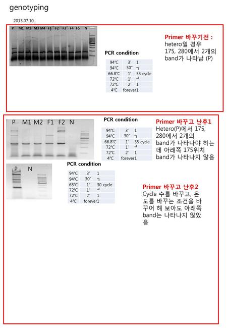 genotyping P M1 M2 F1 F2 N Primer 바꾸기전 : hetero일 경우 175, 280에서 2개의