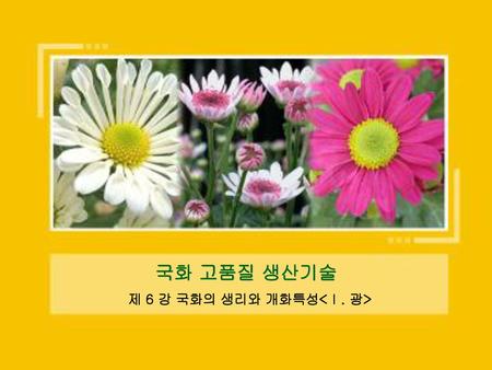 제 6 강 국화의 생리와 개화특성<Ⅰ. 광>