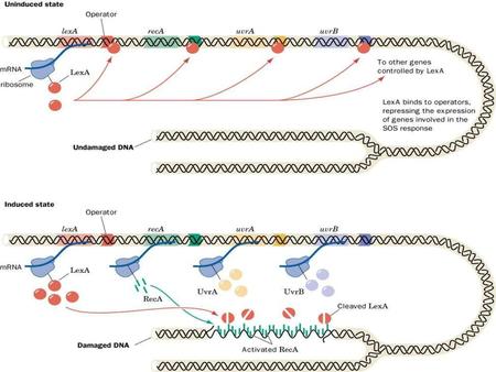 The SOS DNA repair system in E. coli