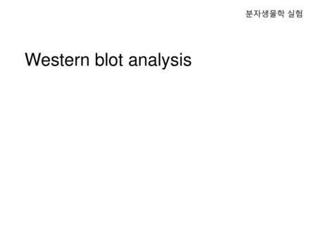 분자생물학 실험 Western blot analysis.