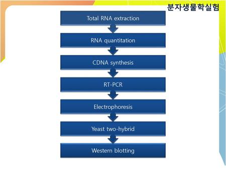 분자생물학실험 Total RNA extraction RNA quantitation CDNA synthesis RT-PCR