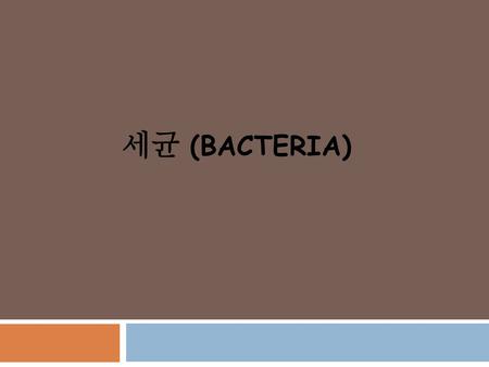 세균 (Bacteria).