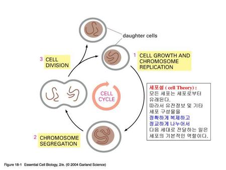 18_01_cell_cycle.jpg 세포설 ( cell Theory) : 모든 세포는 세포로부터 유래된다.