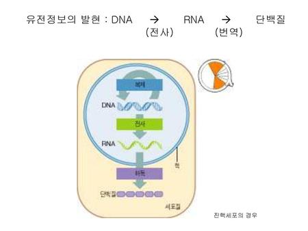 유전정보의 발현 : DNA  RNA  단백질 (전사) (번역) 진핵세포의 경우.