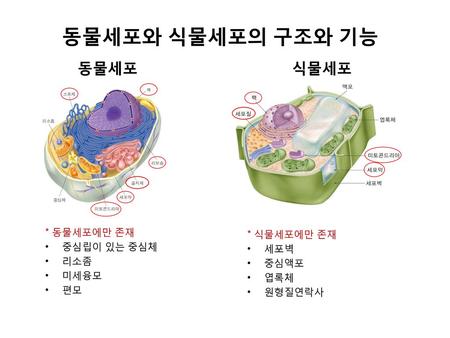동물세포와 식물세포의 구조와 기능 동물세포 식물세포 * 동물세포에만 존재 * 식물세포에만 존재 중심립이 있는 중심체 세포벽