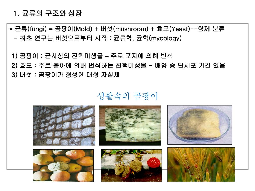 1. 균류의 구조와 성장 * 균류(Fungi) = 곰팡이(Mold) + 버섯(Mushroom) + 효모(Yeast)--함께 분류 -  최초 연구는 버섯으로부터 시작 : 균류학, 균학(Mycology) 1) 곰팡이 : 균사상의 진핵미생물 – 주로 포자에 의해 번식 2)