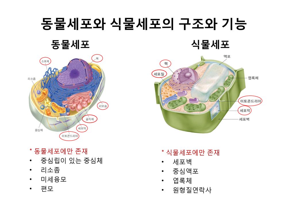 동물세포와 식물세포의 구조와 기능 동물세포 식물세포 * 동물세포에만 존재 * 식물세포에만 존재 중심립이 있는 중심체 세포벽 - Ppt  Download