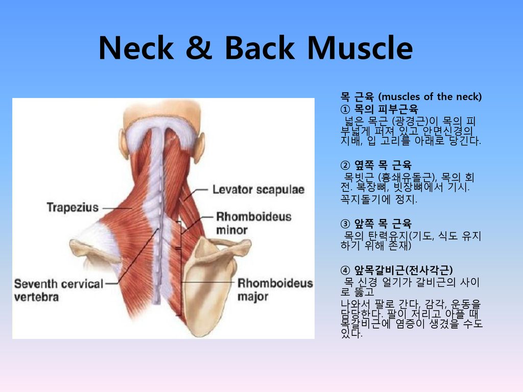 Neck & Back Muscle 목 근육 (Muscles Of The Neck) ① 목의 피부근육 - Ppt Download