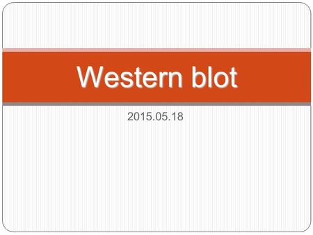 2015.05.18 Western blot. 1. Western blot Western blot 과 면역염색법 (Immunostaining) 은 여러 단백질의 혼합물로부터 찾고자 하는 단백질 에 대한 항체를 사용하여 항원 - 항체 반응을 일으킴 으로써 특정단백질을 찾아내는.