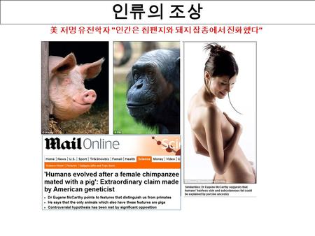 인류의 조상  h/article-2515969/Humans-evolved- female-chimpanzee-mated-pig- Extraordinary-claim-American- geneticist.html.