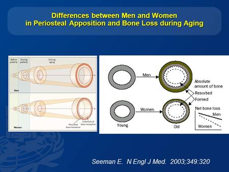 1 Differences between Men and Women in Periosteal Apposition and Bone Loss during Aging Seeman E. N Engl J Med. 2003;349:320.