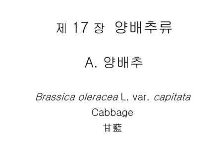 Brassica oleracea L. var. capitata Cabbage 甘藍