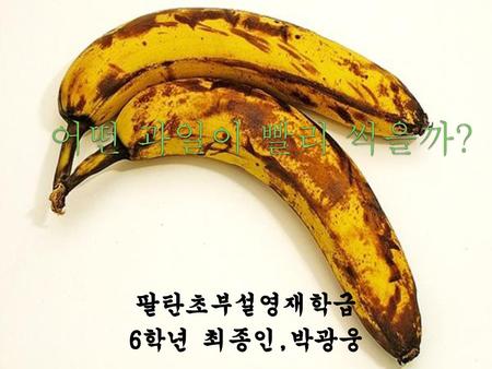 어떤 과일이 빨리 썩을까? 팔탄초부설영재학급 6학년 최종인,박광웅.