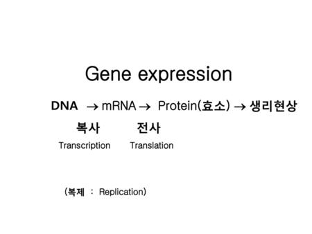 DNA ® mRNA ® Protein(효소) ® 생리현상