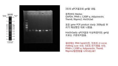 3조의 qPCR결과로 gel을 내림. 왼쪽부터 Marker, GAPDH, PPAR-r, C/EBP-a, Adiponectin, Them6, Rbpms2, Hist1h2ad 모든 gene PCR product size는 200bp로 우리가 예상했던 대로 나왔음. Hist1h2ad는.
