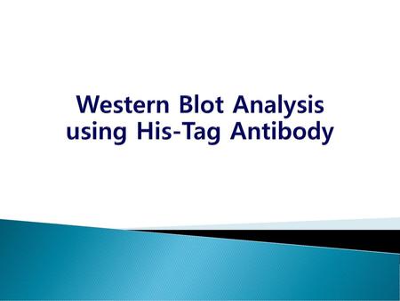 Western Blot Analysis using His-Tag Antibody