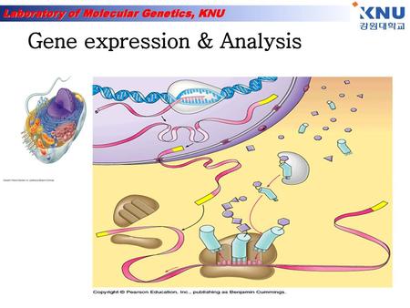 Gene expression & Analysis