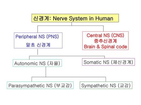 신경계: Nerve System in Human