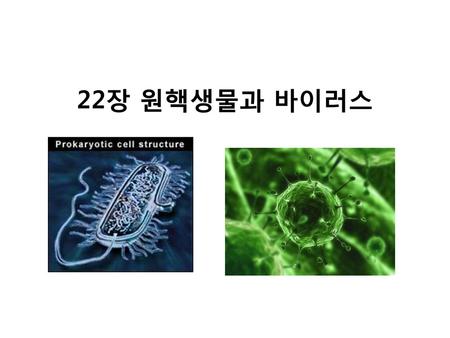 22장 원핵생물과 바이러스.
