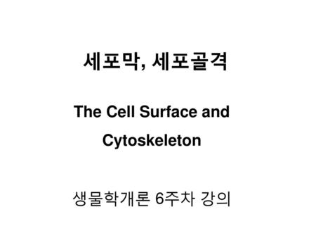 The Cell Surface and Cytoskeleton 생물학개론 6주차 강의