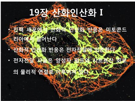 19장 산화인산화 I 19장 전자전달 사슬 진핵 세포에서 산화적 인산화 반응은 미토콘드리아에서 일어난다