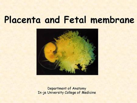 Placenta and Fetal membrane