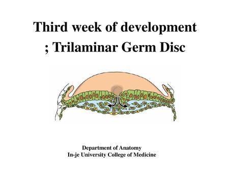 Third week of development In-je University College of Medicine
