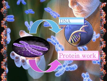 DNA work Protein work.