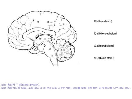                                                                                                        대뇌(cerebrum) 간뇌(diencephalon) 소뇌(cerebellum) 뇌간(brain stem)