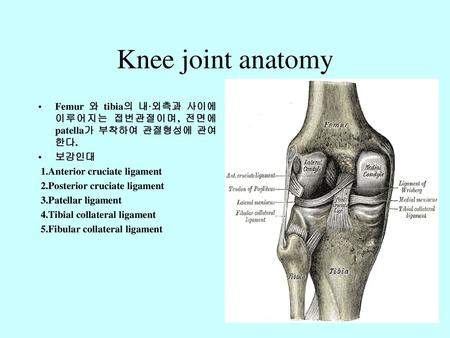 Knee joint anatomy Femur 와 tibia의 내·외측과 사이에 이루어지는 접번관절이며, 전면에 patella가 부착하여 관절형성에 관여한다. 보강인대 1.Anterior cruciate ligament 2.Posterior cruciate ligament.