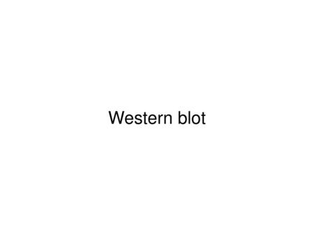 Western blot.