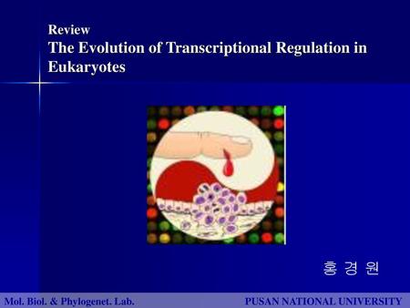 Review The Evolution of Transcriptional Regulation in Eukaryotes
