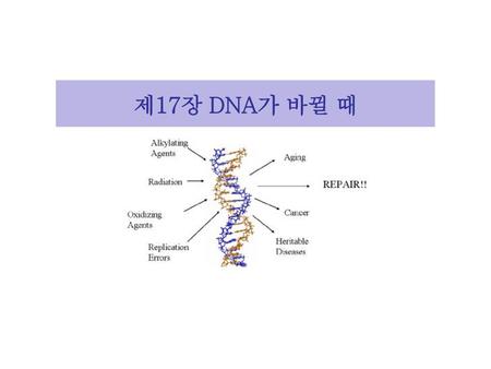 제17장 DNA가 바뀔 때.