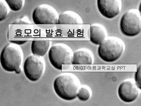 효모의 발효 실험 08/07 여름과학교실 PPT.