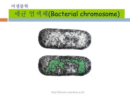 세균 염색체(Bacterial chromosome)