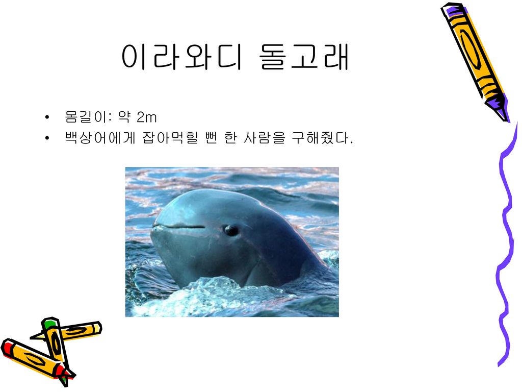이라와디 돌고래 몸길이: 약 2m 백상어에게 잡아먹힐 뻔 한 사람을 구해줬다.