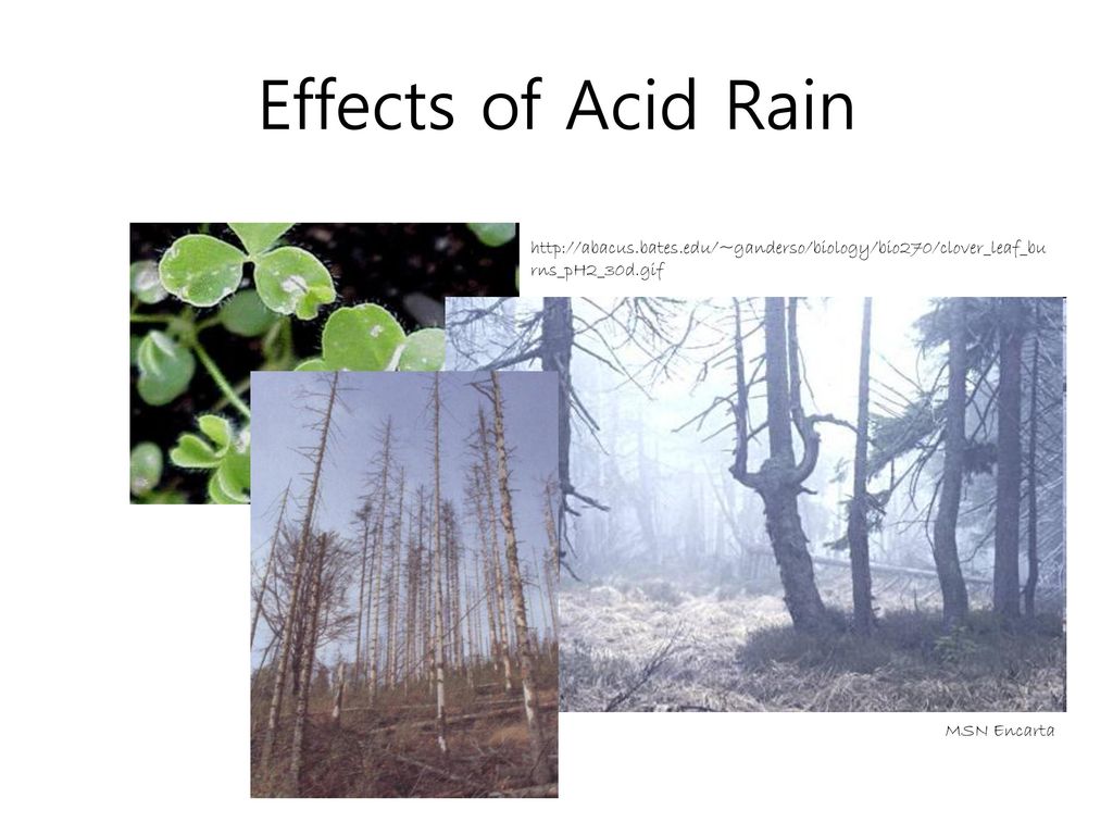 Effects of Acid Rain
