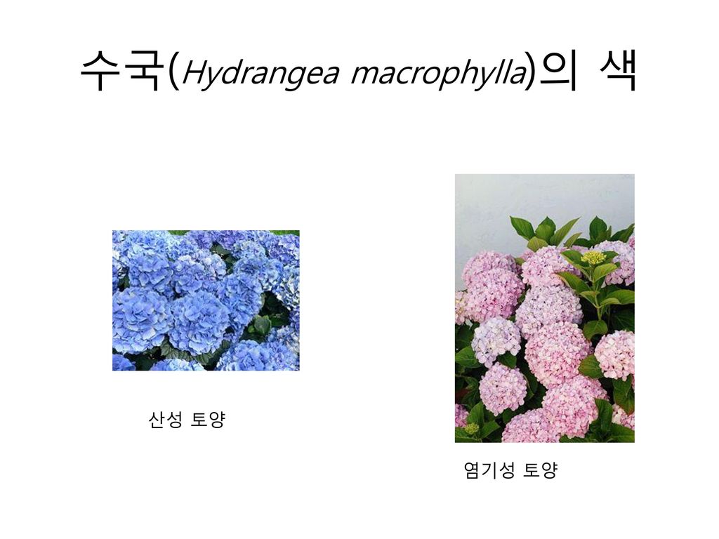 수국(Hydrangea macrophylla)의 색
