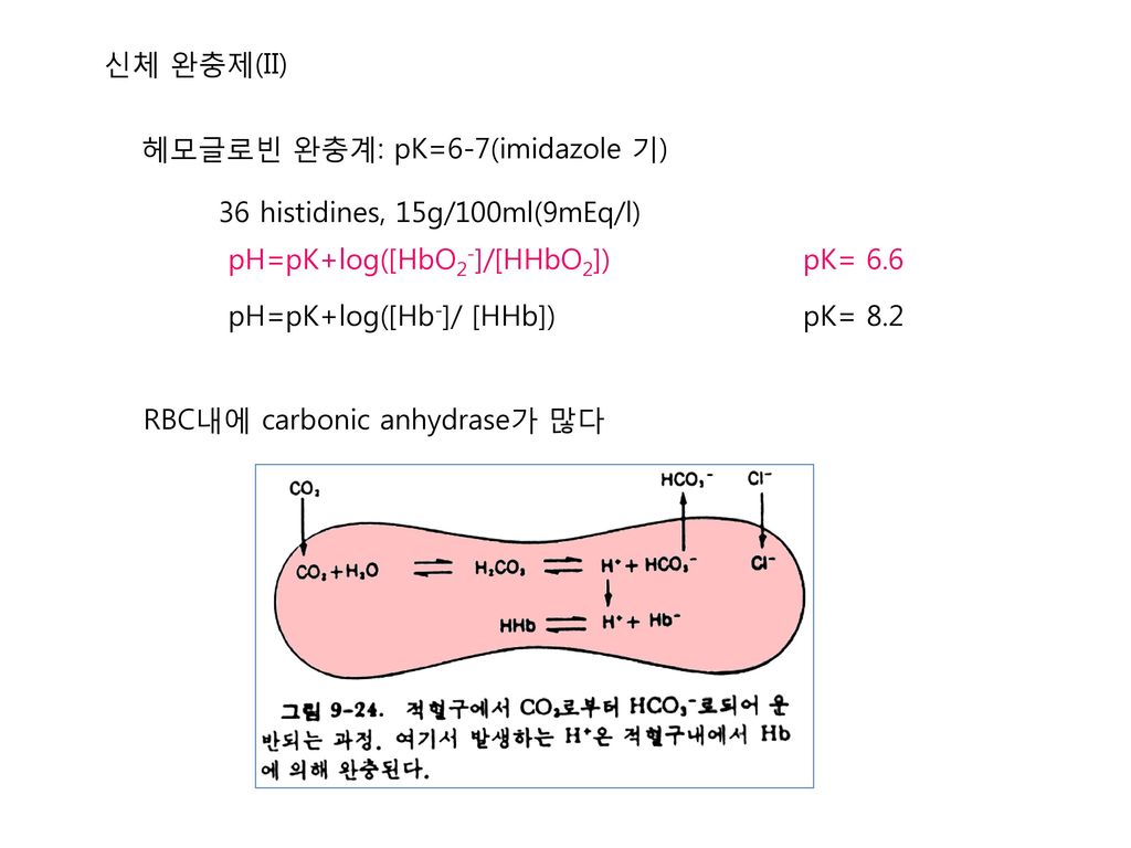 신체 완충제(II) 헤모글로빈 완충계: pK=6-7(imidazole 기) 36 histidines, 15g/100ml(9mEq/l) pH=pK+log([HbO2-]/[HHbO2])