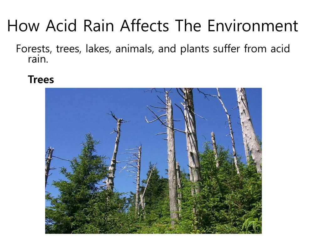 How Acid Rain Affects The Environment