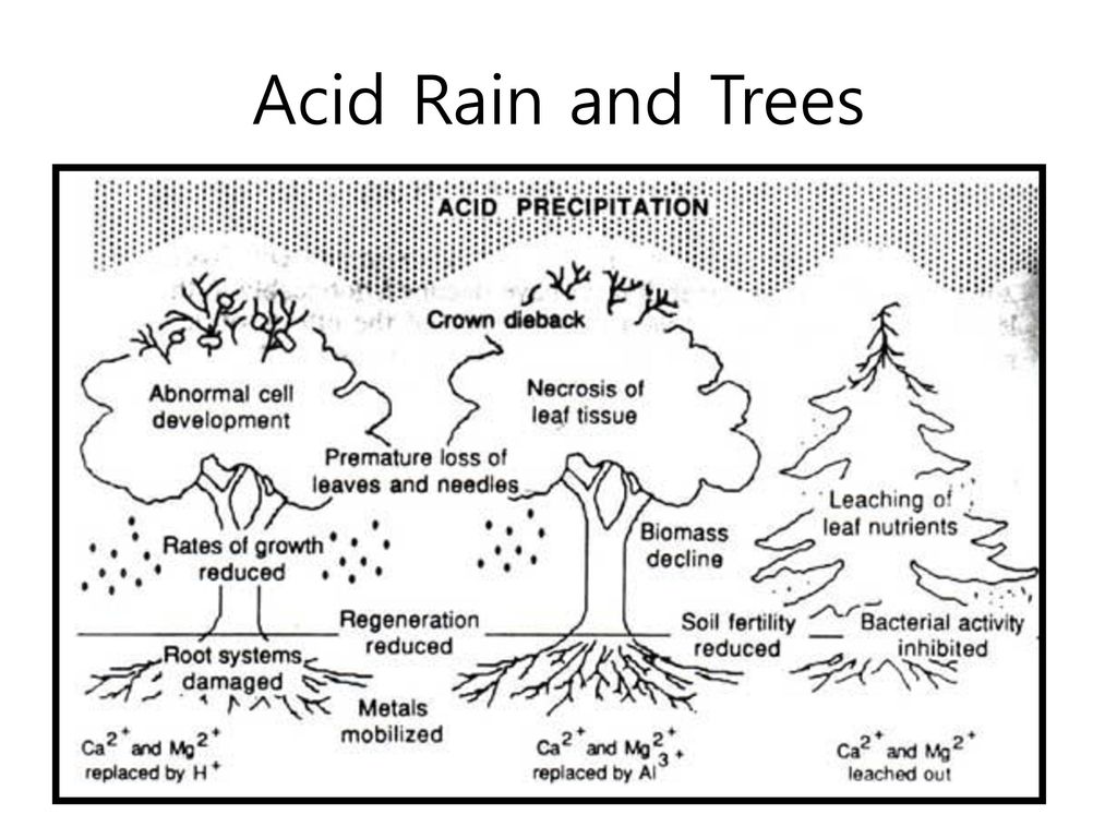 Acid Rain and Trees