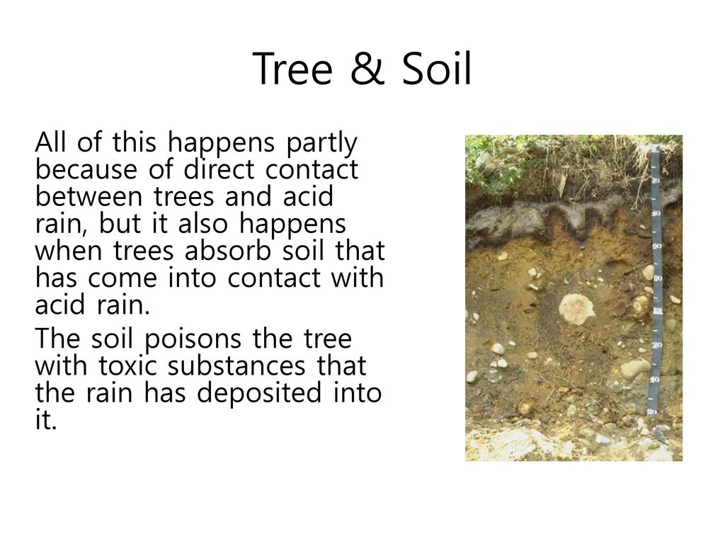 Tree & Soil