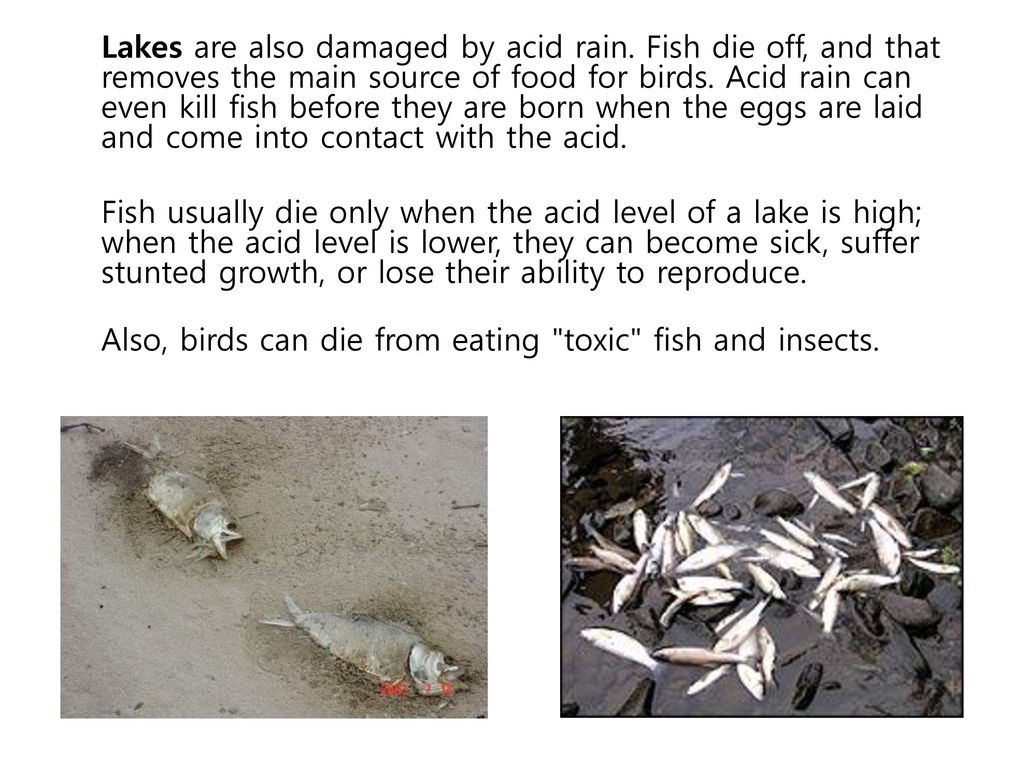 Lakes are also damaged by acid rain