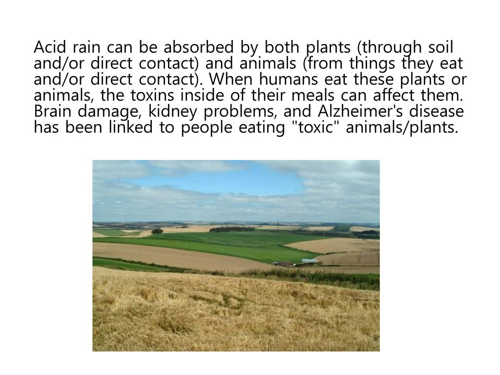 Acid rain can be absorbed by both plants (through soil and/or direct contact) and animals (from things they eat and/or direct contact).