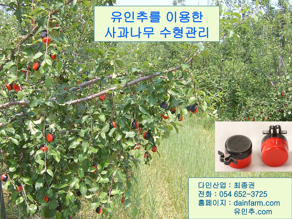 유인추를 이용한 사과나무 수형관리 다인산업 : 최종권 전화 : 홈페이지 : dainfarm.com